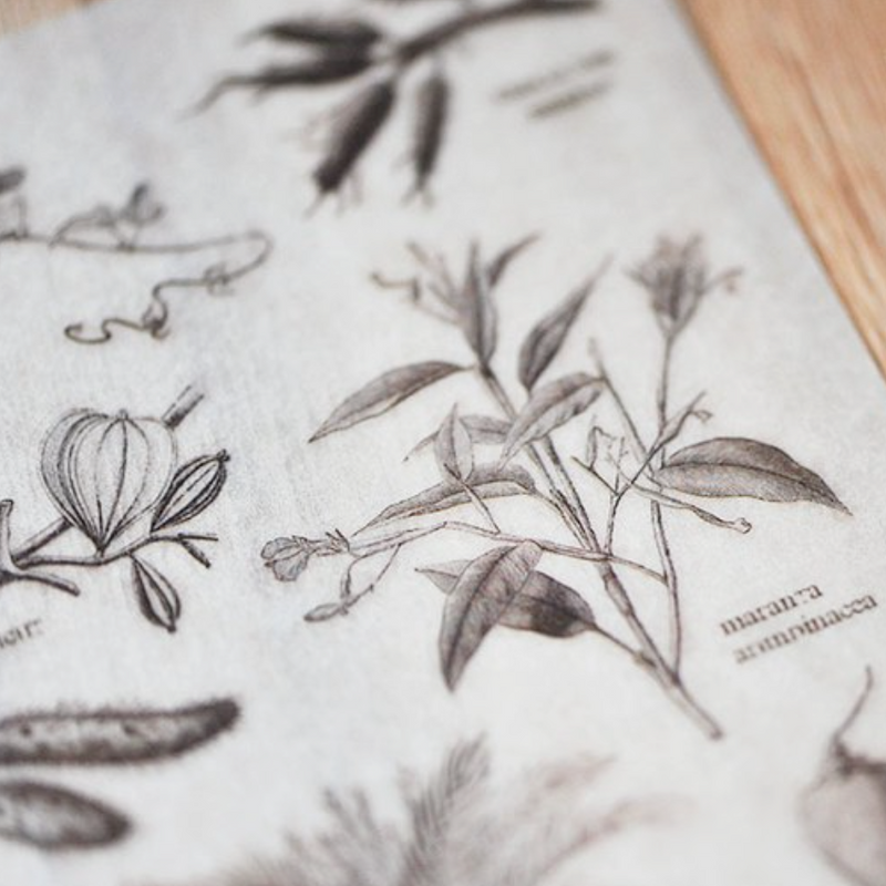 MU Print-On Sticker - Botanical Series II