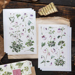 OURS Sticker Pack - Aquilegias