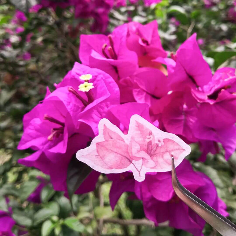 Bougainvillea Sticker