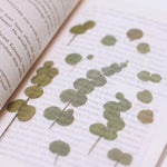 Press Flower Stickers Eucalyptus