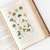 Press Flower Stickers Four Leaf Clover