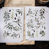 OURS Sticker Pack - Olea europaea (Olive)