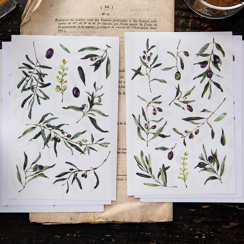 OURS Sticker Pack - Olea europaea (Olive)