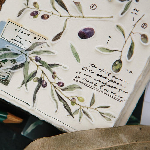 OURS Sticker Pack - Olea europaea (Olive)