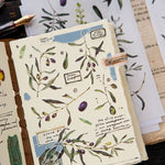 OURS Sticker Pack - Olea europaea (Olive)