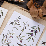 OURS Sticker Pack - Olea europaea (Olive)