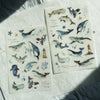 Pion: Print-On Stickers V - Whale