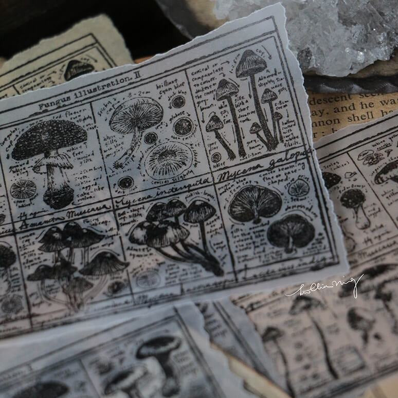 LCN Rubber Stamp Set - Fungus Notecard II
